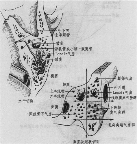 乳突|耳后乳突的准确位置图